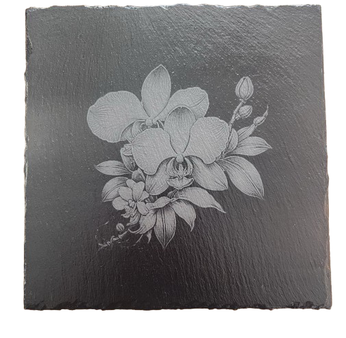 img 8049 removebg preview