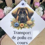 Transport de poilu en cours